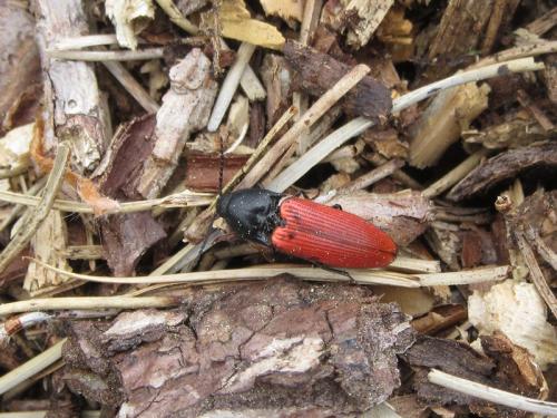 Ampedus sp.